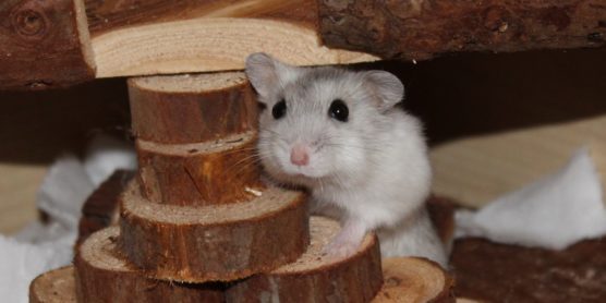 Alle Hamsterarten mit Bildern ⇒ Welcher Hamster passt zu mir? - Campbell Zwerghamster 556x278