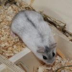Hamster kletter aus Kammer