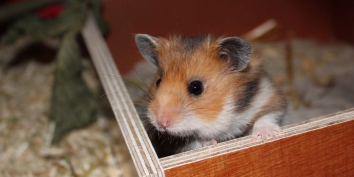 Alle Hamsterarten mit Bildern ⇒ Welcher Hamster passt zu mir? - TeDDyhamster 1 690x345