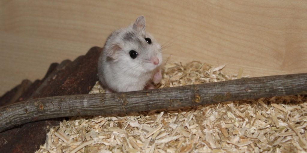 Haltung des Campbell Zwerghamsters im artgerechten Hamsterkäfig