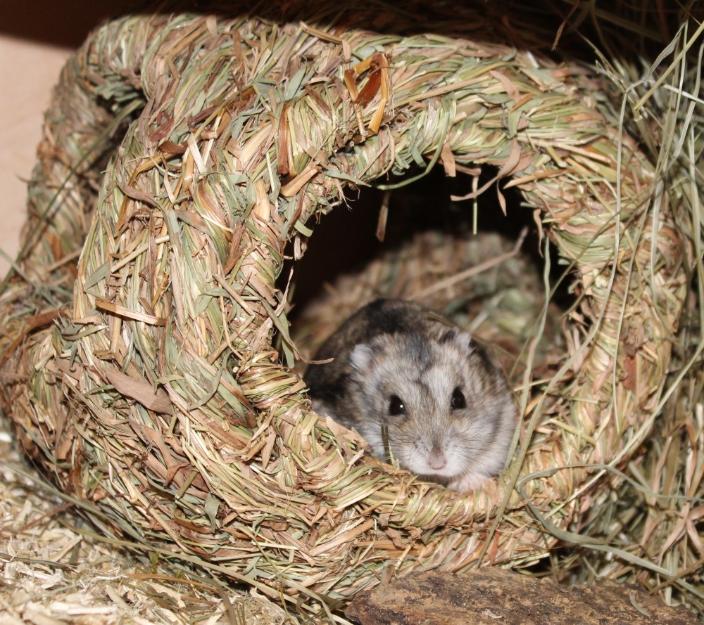 Hamster Namen - Die beliebtesten Namen und Tipps zur Namenswahl