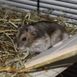 Hamster auf Rampe