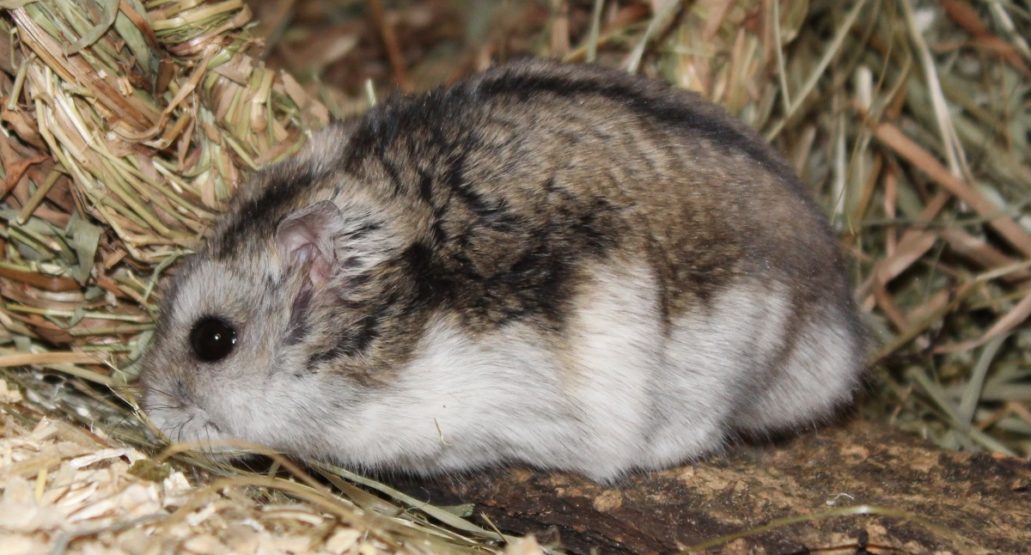 Alle Hamsterarten mit Bildern ⇒ Welcher Hamster passt zu mir? - Dsungarischer Zwerghamster Profil 1031x555