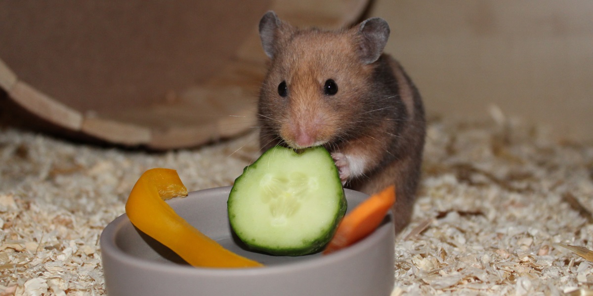 Hamsterfutter • 5 Bestandteile für einen gesunden und vitalen Hamster! - Hamsterfutter Gemuese Ernaehrung