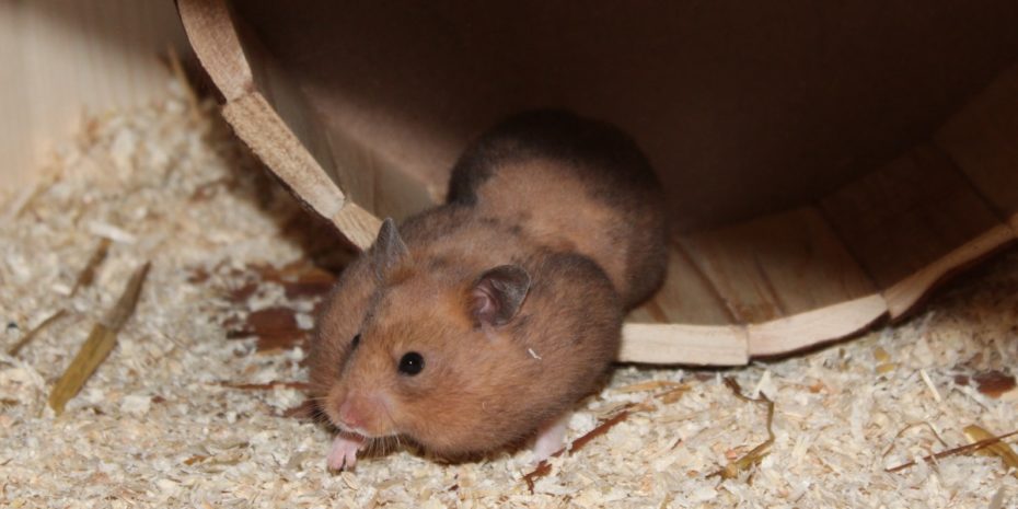 Was Essen Hamster Am Liebsten? - Tipps Für Gesunde Leckerlies