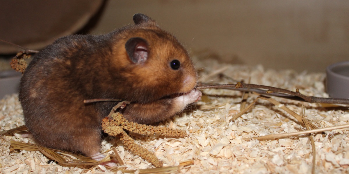 Zweige und Äste für den Hamster - Haselnusszweig