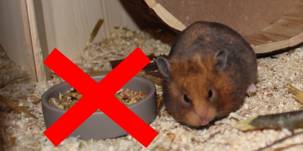 Verbotenes Hamsterfutter - Verbotenes Hamsterfutter 1024x512