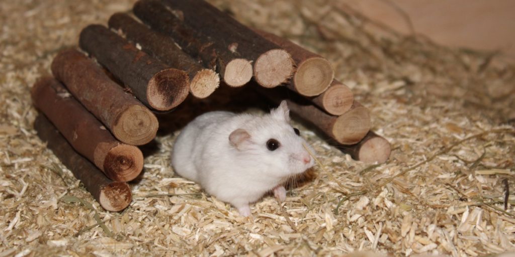 Buddelturm für den Hamster: Die perfekte Ergänzung für den Hamsterkäfig - WeiDenbruecke 1 1024x512