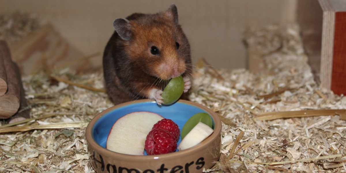 Hamsterfutter • 5 Bestandteile für einen gesunden und vitalen Hamster! - Wenig Obst Ernaehrung