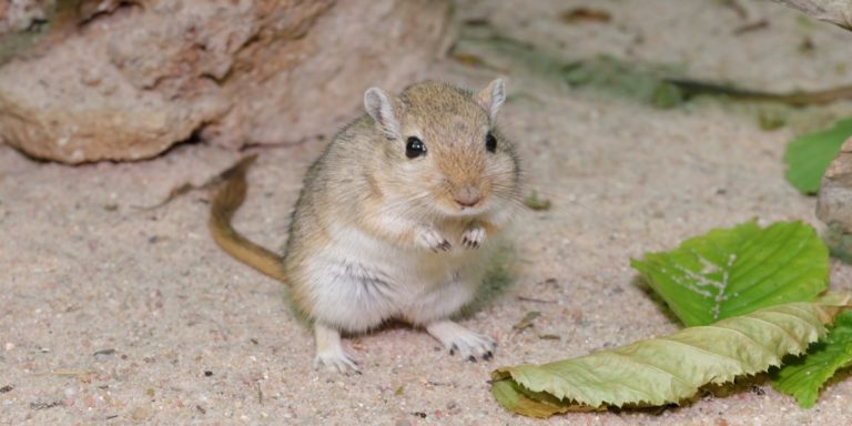 Mongolische Rennmaus als Haustier: Steckbrief, Eigenschaften, Haltung