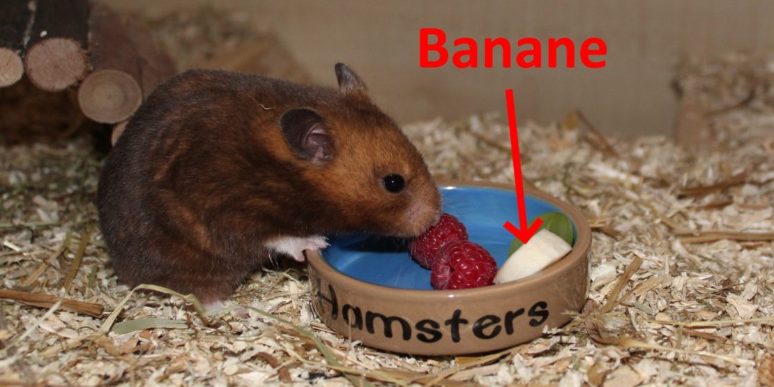 Darf der Hamster Bananen fressen? Bananen bevorzugen